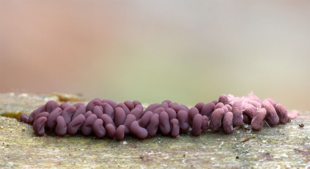 Cribraria argillacea